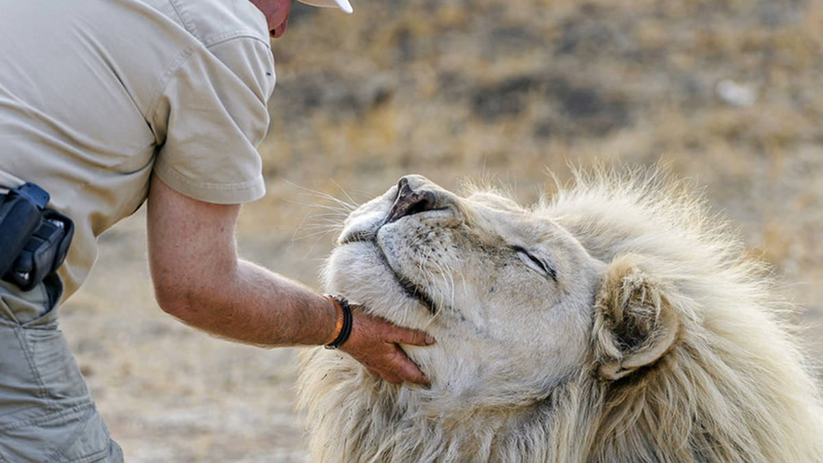3-hour tour with Lions with Alex Larenty in Broederstroom