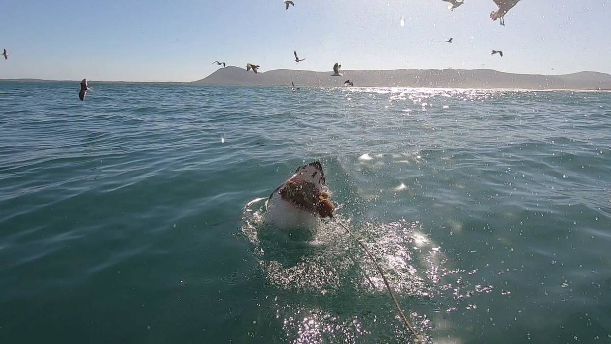 Shark Cage Diving in Van Dyk’s Bay (return transfer from Cape Town)