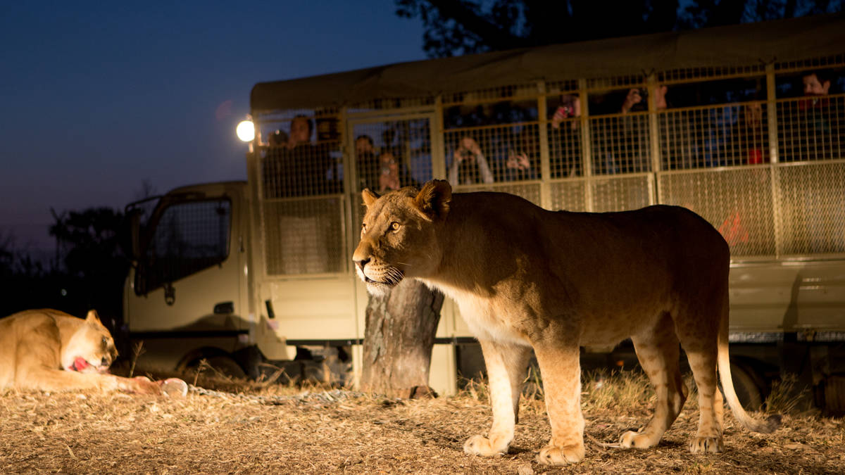 2 Hour mini Safari Tour with additional Lion feeding in Broederstroom
