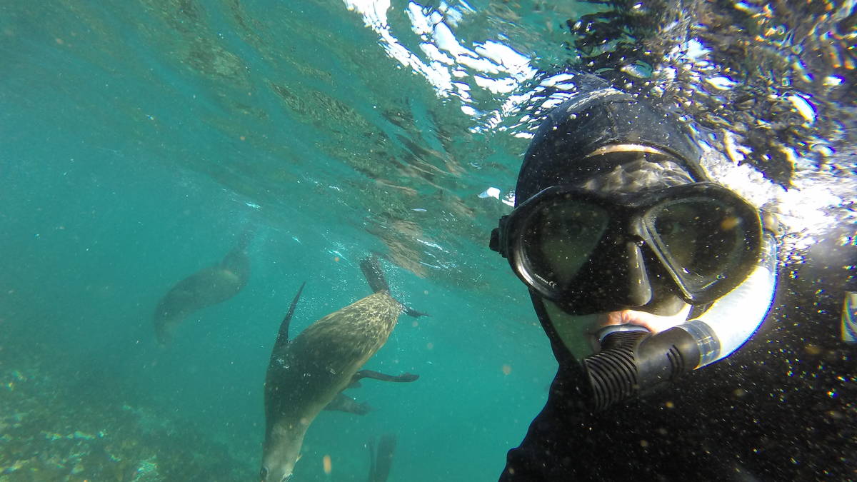 Snorkel With Seals In Hout Bay