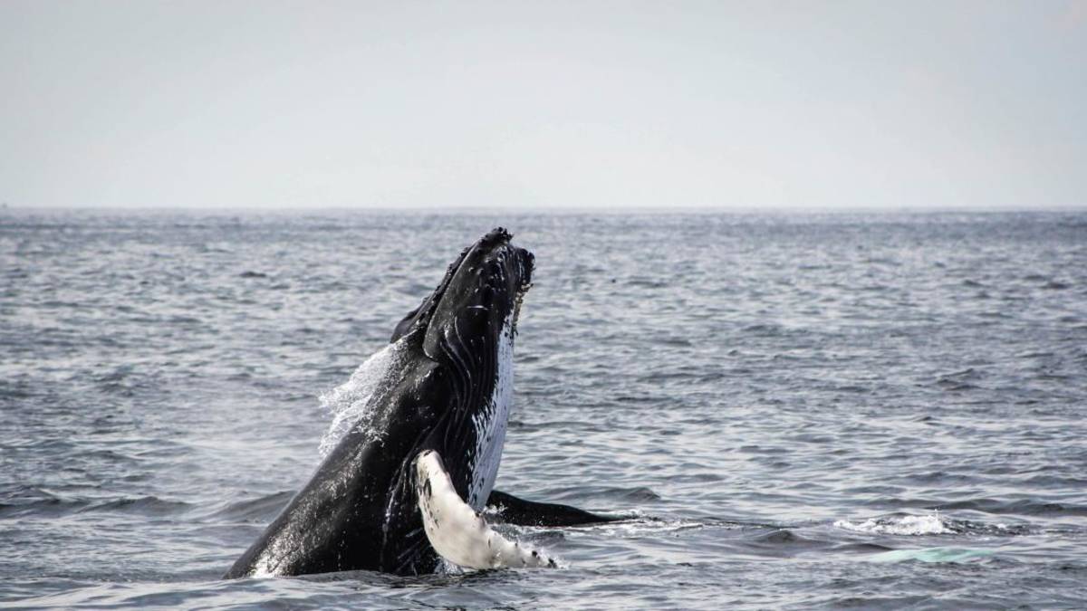 Watch Whales at Hermanus – return trip from Cape Town